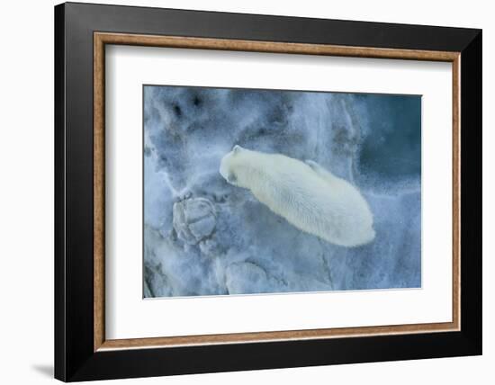 Looking straight down on a young polar bear (Ursus maritimus)-Michael Nolan-Framed Photographic Print