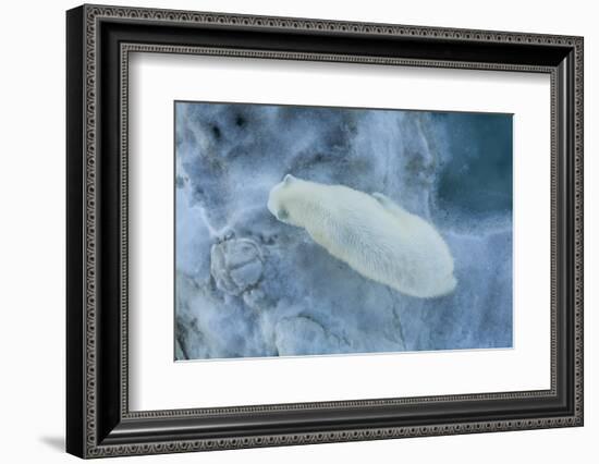 Looking straight down on a young polar bear (Ursus maritimus)-Michael Nolan-Framed Photographic Print