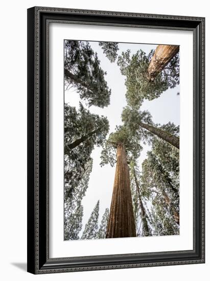 Looking Straight Up Into The Canopy In A Forest Of Sequoias In California-Michael Hanson-Framed Photographic Print