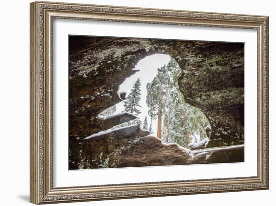 Looking Through A Hole In A Fallen Tree Trunk Out Towards Large Trees In Sequoia NP, CA-Michael Hanson-Framed Photographic Print
