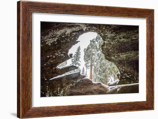 Looking Through A Hole In A Fallen Tree Trunk Out Towards Large Trees In Sequoia NP, CA-Michael Hanson-Framed Photographic Print