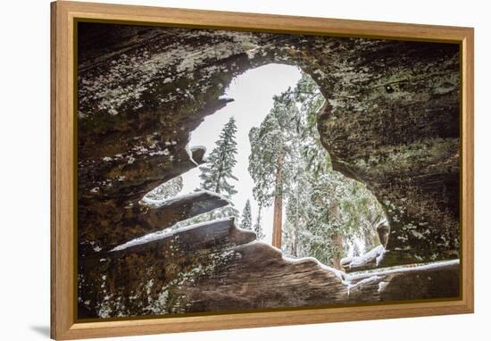 Looking Through A Hole In A Fallen Tree Trunk Out Towards Large Trees In Sequoia NP, CA-Michael Hanson-Framed Premier Image Canvas