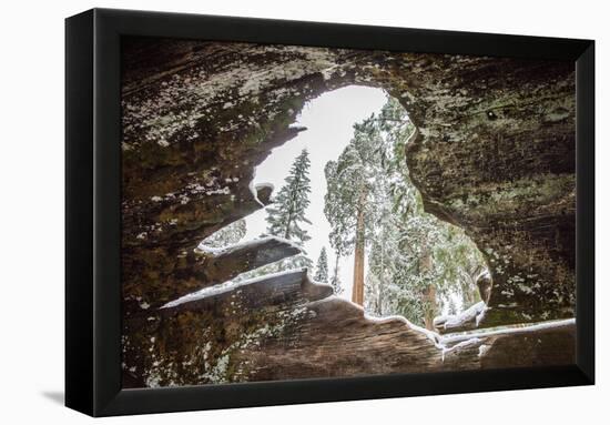 Looking Through A Hole In A Fallen Tree Trunk Out Towards Large Trees In Sequoia NP, CA-Michael Hanson-Framed Premier Image Canvas