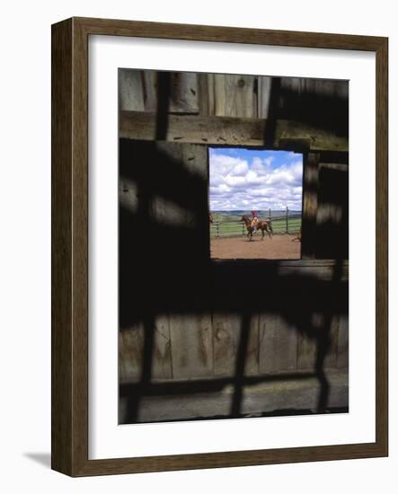 Looking Through Old Barn Window at Cowboy Roping Cattle, Antelope, Oregon, USA-Steve Terrill-Framed Photographic Print