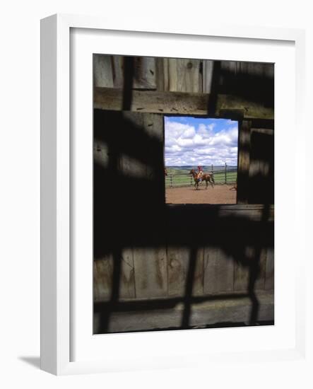 Looking Through Old Barn Window at Cowboy Roping Cattle, Antelope, Oregon, USA-Steve Terrill-Framed Photographic Print