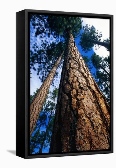 Looking Up a Ponderosa Pine Tree-Darrell Gulin-Framed Premier Image Canvas
