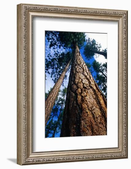 Looking Up a Ponderosa Pine Tree-Darrell Gulin-Framed Photographic Print