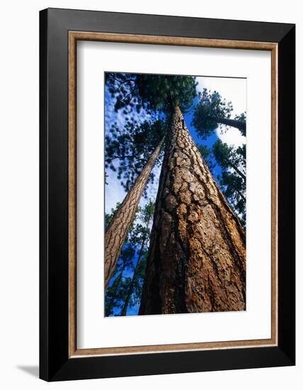 Looking Up a Ponderosa Pine Tree-Darrell Gulin-Framed Photographic Print