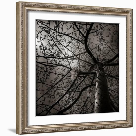 Looking Up at a Tree with Flowers-Luis Beltran-Framed Photographic Print