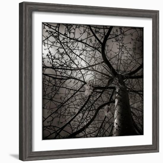 Looking Up at a Tree with Flowers-Luis Beltran-Framed Photographic Print