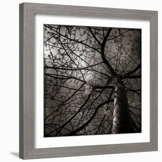 Looking Up at a Tree with Flowers-Luis Beltran-Framed Photographic Print