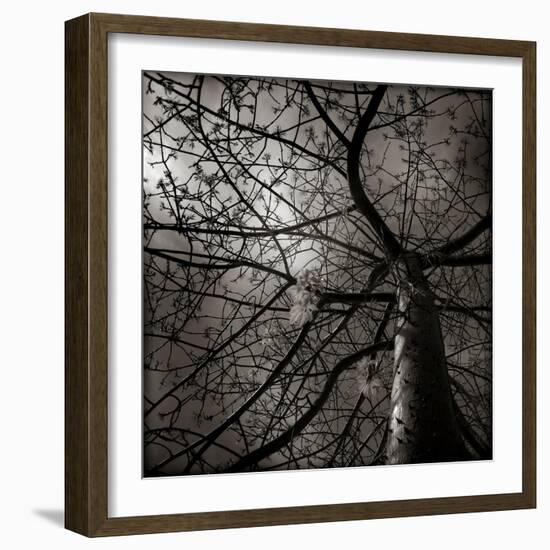 Looking Up at a Tree with Flowers-Luis Beltran-Framed Photographic Print