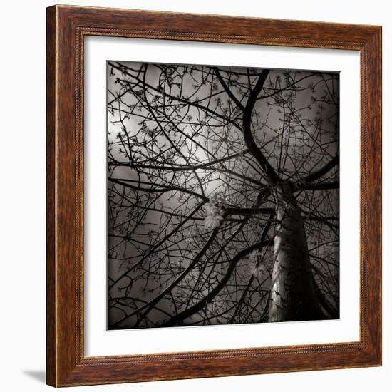 Looking Up at a Tree with Flowers-Luis Beltran-Framed Photographic Print