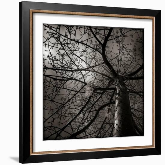 Looking Up at a Tree with Flowers-Luis Beltran-Framed Photographic Print