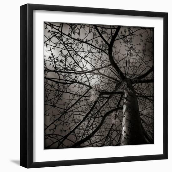 Looking Up at a Tree with Flowers-Luis Beltran-Framed Photographic Print