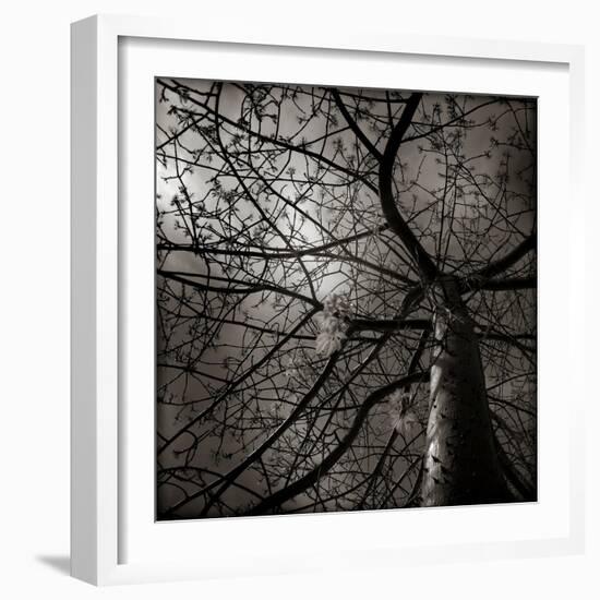 Looking Up at a Tree with Flowers-Luis Beltran-Framed Photographic Print