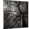 Looking Up at a Tree with Flowers-Luis Beltran-Mounted Photographic Print