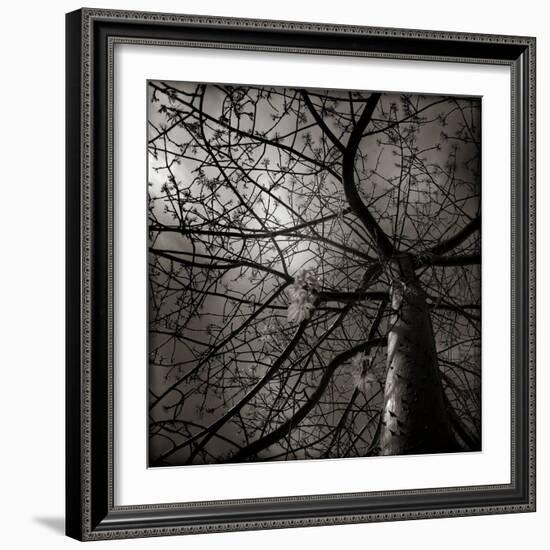 Looking Up at a Tree with Flowers-Luis Beltran-Framed Photographic Print