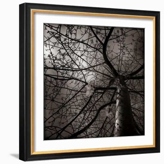 Looking Up at a Tree with Flowers-Luis Beltran-Framed Photographic Print