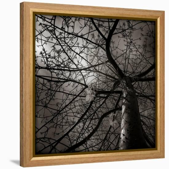 Looking Up at a Tree with Flowers-Luis Beltran-Framed Premier Image Canvas