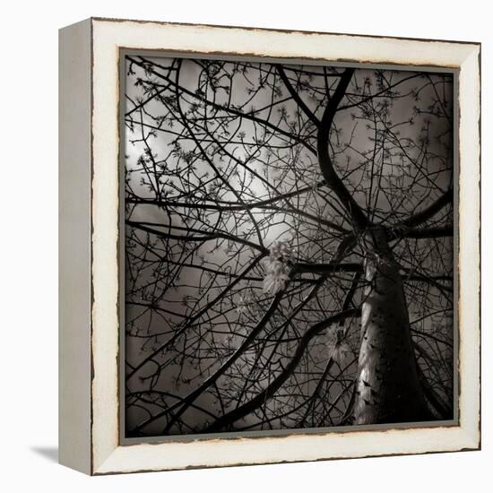 Looking Up at a Tree with Flowers-Luis Beltran-Framed Premier Image Canvas