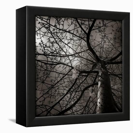 Looking Up at a Tree with Flowers-Luis Beltran-Framed Premier Image Canvas