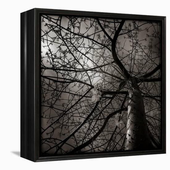 Looking Up at a Tree with Flowers-Luis Beltran-Framed Premier Image Canvas