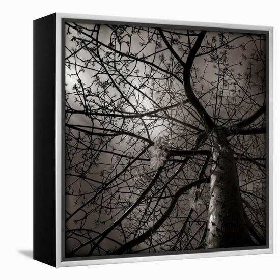 Looking Up at a Tree with Flowers-Luis Beltran-Framed Premier Image Canvas