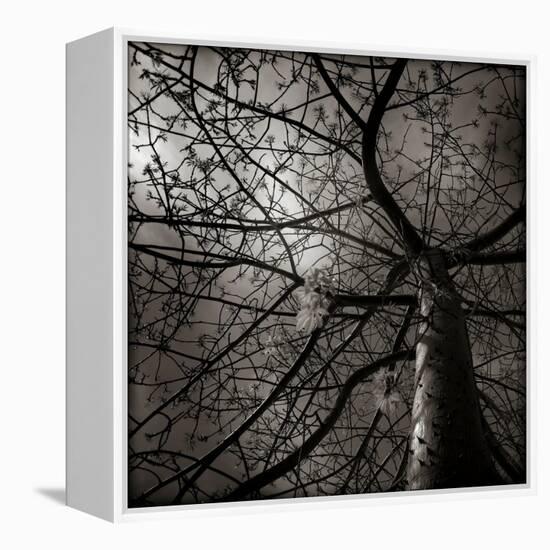 Looking Up at a Tree with Flowers-Luis Beltran-Framed Premier Image Canvas