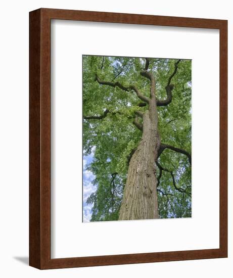 Looking up at a very tall and old tree.-Julie Eggers-Framed Photographic Print