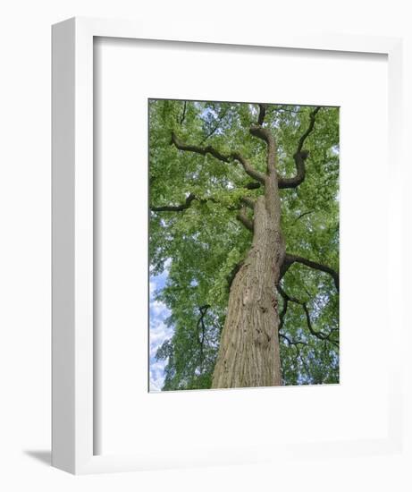 Looking up at a very tall and old tree.-Julie Eggers-Framed Photographic Print