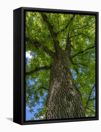 Looking up at a very tall and old tree.-Julie Eggers-Framed Premier Image Canvas