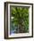 Looking up at a very tall and old tree.-Julie Eggers-Framed Photographic Print