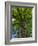 Looking up at a very tall and old tree.-Julie Eggers-Framed Photographic Print