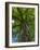 Looking up at a very tall and old tree.-Julie Eggers-Framed Photographic Print