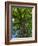 Looking up at a very tall and old tree.-Julie Eggers-Framed Photographic Print