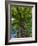 Looking up at a very tall and old tree.-Julie Eggers-Framed Photographic Print