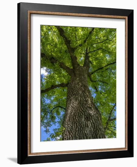 Looking up at a very tall and old tree.-Julie Eggers-Framed Photographic Print