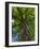 Looking up at a very tall and old tree.-Julie Eggers-Framed Photographic Print