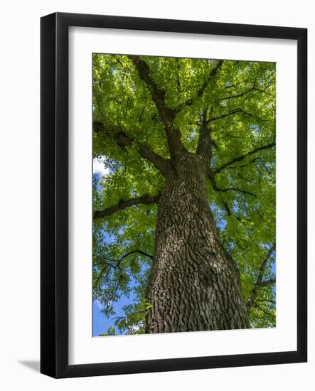 Looking up at a very tall and old tree.-Julie Eggers-Framed Photographic Print