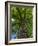 Looking up at a very tall and old tree.-Julie Eggers-Framed Photographic Print