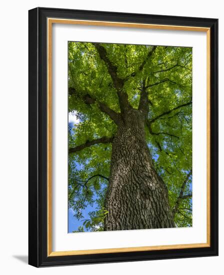 Looking up at a very tall and old tree.-Julie Eggers-Framed Photographic Print