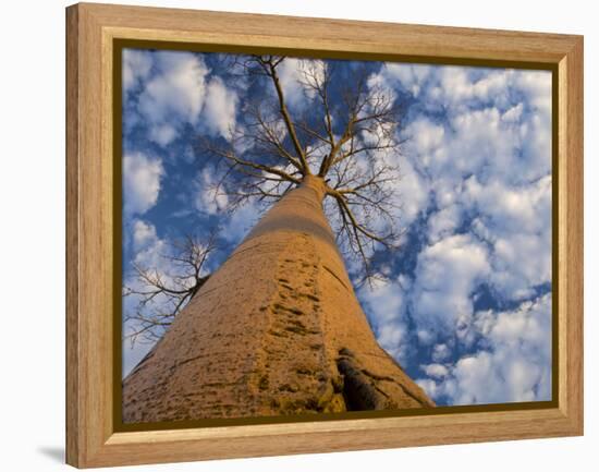 Looking Up at Baobab on Baobabs Avenue, Morondava, West Madagascar-Inaki Relanzon-Framed Premier Image Canvas