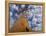 Looking Up at Baobab on Baobabs Avenue, Morondava, West Madagascar-Inaki Relanzon-Framed Premier Image Canvas