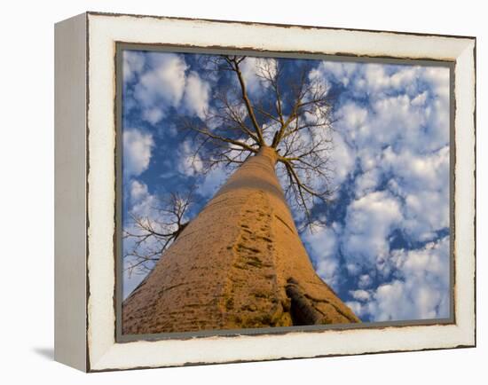 Looking Up at Baobab on Baobabs Avenue, Morondava, West Madagascar-Inaki Relanzon-Framed Premier Image Canvas