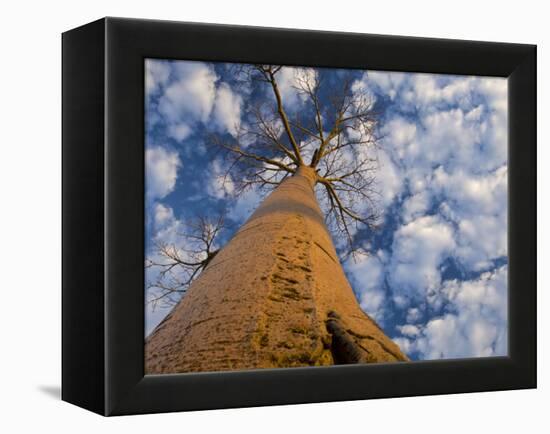 Looking Up at Baobab on Baobabs Avenue, Morondava, West Madagascar-Inaki Relanzon-Framed Premier Image Canvas