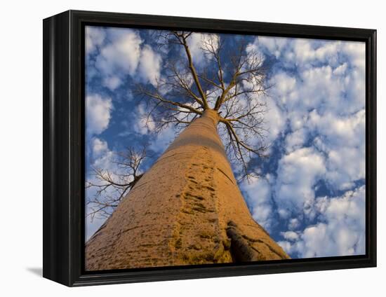 Looking Up at Baobab on Baobabs Avenue, Morondava, West Madagascar-Inaki Relanzon-Framed Premier Image Canvas