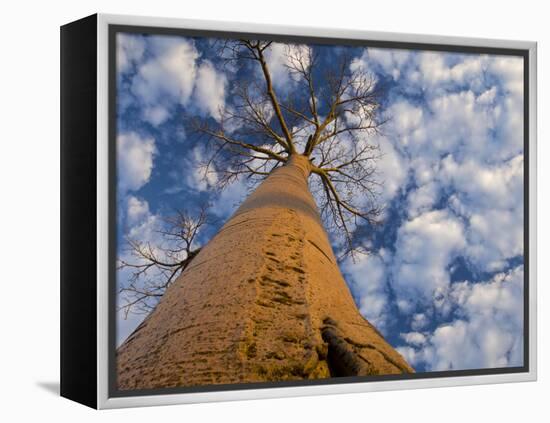 Looking Up at Baobab on Baobabs Avenue, Morondava, West Madagascar-Inaki Relanzon-Framed Premier Image Canvas