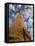 Looking Up at Baobab on Baobabs Avenue, Morondava, West Madagascar-Inaki Relanzon-Framed Premier Image Canvas