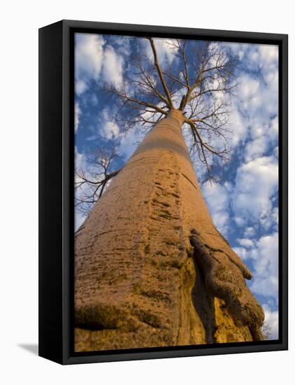 Looking Up at Baobab on Baobabs Avenue, Morondava, West Madagascar-Inaki Relanzon-Framed Premier Image Canvas